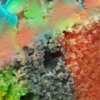 Thumbnail image for WORDLESS WEDNESDAY: “Colors crash, collide…”