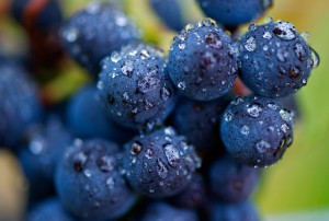 web-Oregon-Wine-Grape-Harvest-04